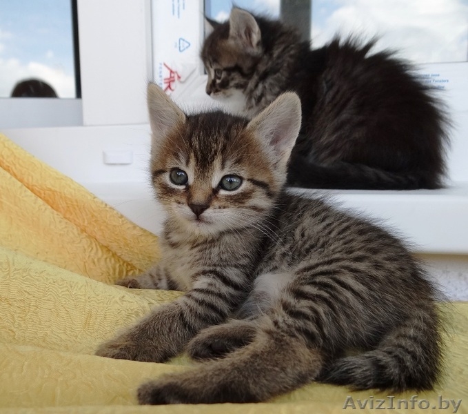 Котята-малыши красавчики  в дар! - Изображение #5, Объявление #903249
