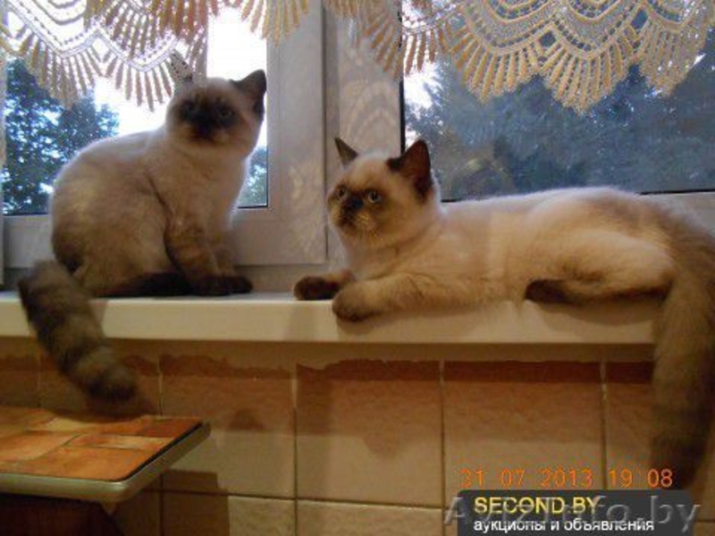 Шикарные британские котята - Изображение #2, Объявление #938035