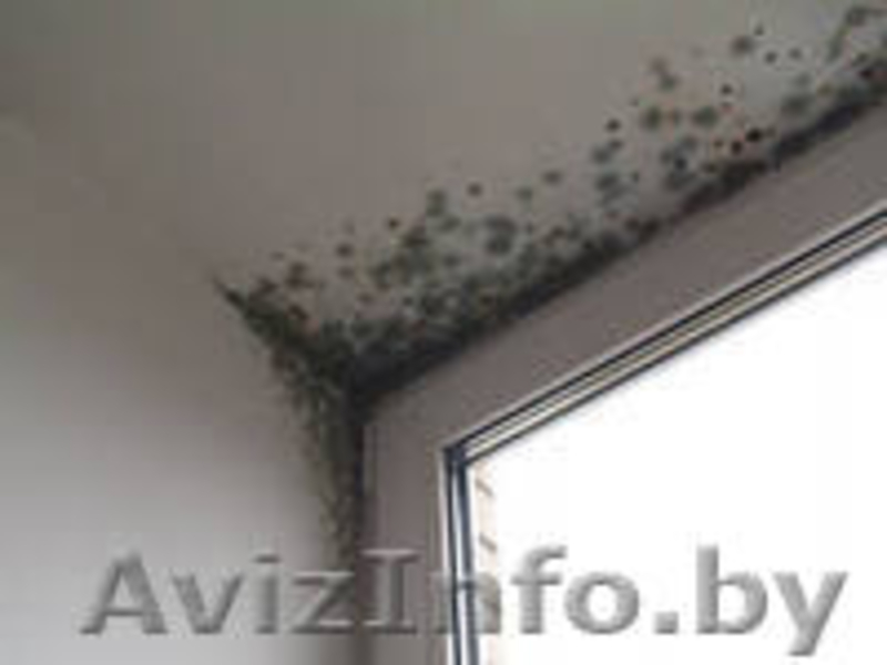 Удаление плесени, профилактическая обработка - Изображение #3, Объявление #939182