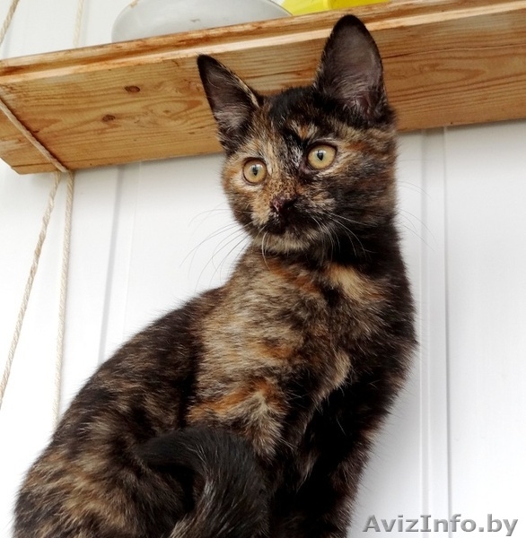 Данка-кошечка ласкуша в дар! - Изображение #3, Объявление #937199