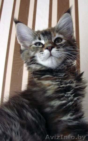 кошечка мейн кун - Изображение #1, Объявление #942069