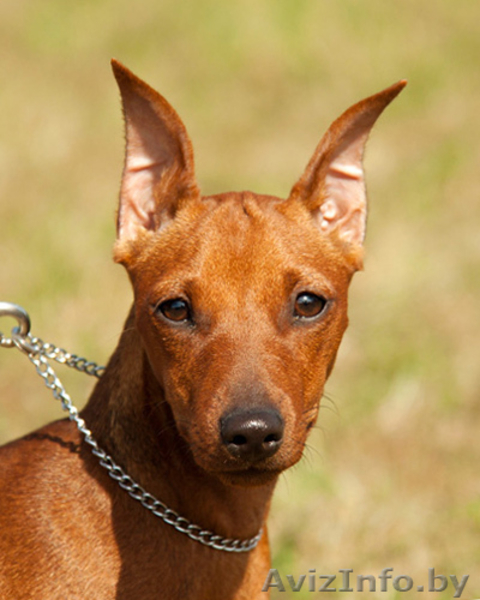 Щенок цвергпинчера(карликовый пинчер) - Изображение #2, Объявление #944218