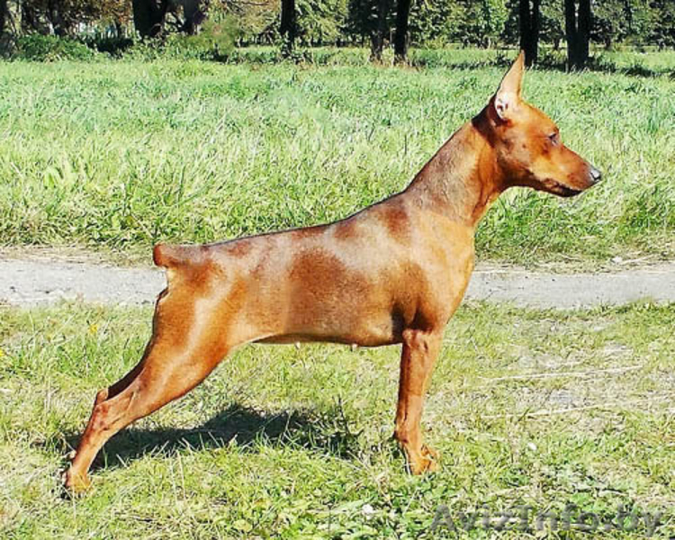 Щенок цвергпинчера(карликовый пинчер) - Изображение #4, Объявление #944218