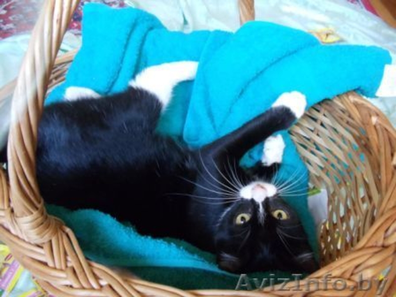 Красивая Вита - молоденькая кошечка в дар , в добрые руки! - Изображение #4, Объявление #943086