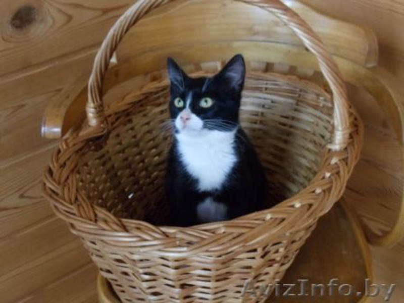 Красивая Вита - молоденькая кошечка в дар , в добрые руки! - Изображение #1, Объявление #943086