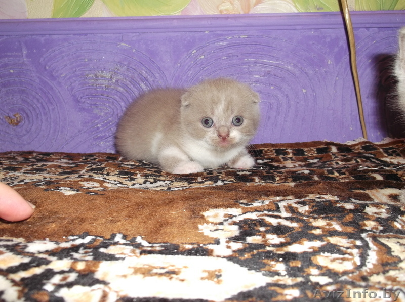 котята скоттиш фолд вислоухие и страйт - Изображение #1, Объявление #938462