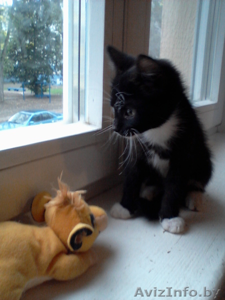 Маленькие котята в добрые руки. - Изображение #1, Объявление #948797