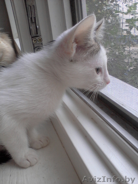 Маленькие котята в добрые руки. - Изображение #2, Объявление #948797