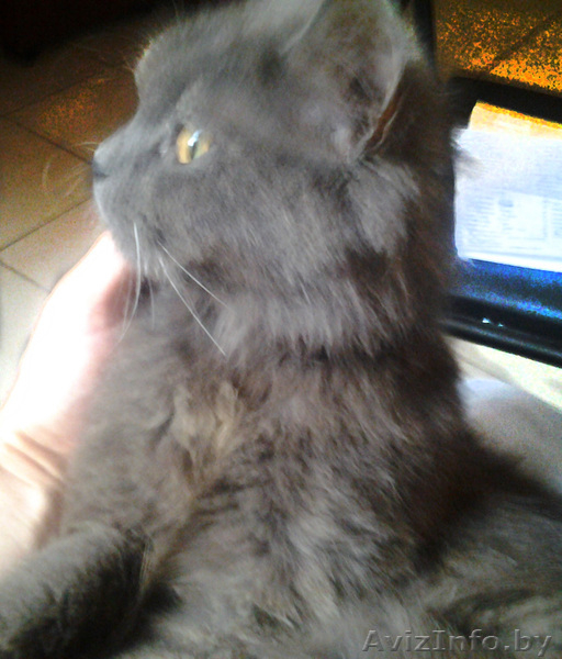 Полубританская очаровашка в дар. - Изображение #2, Объявление #946308