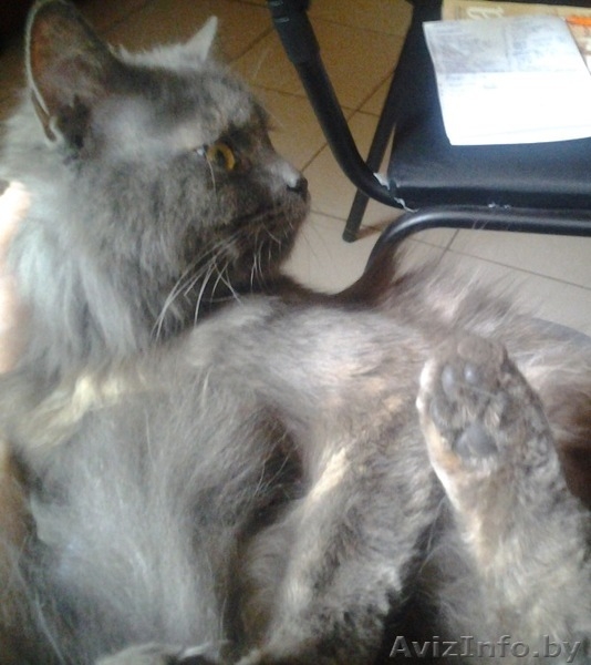 Полубританская очаровашка в дар. - Изображение #1, Объявление #946308