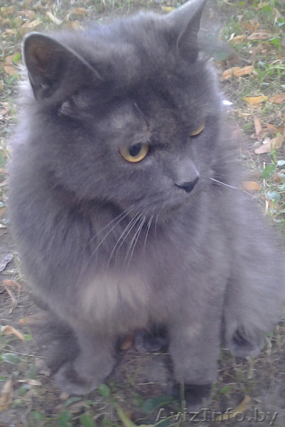 Полубританская очаровашка в дар. - Изображение #3, Объявление #946308