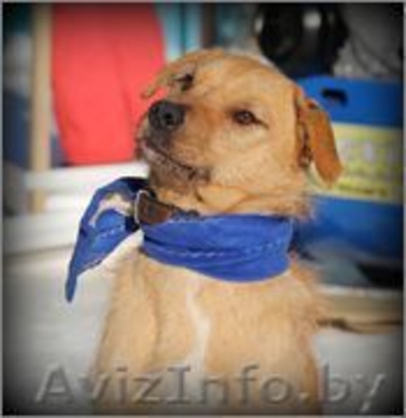 Cобака-улыбака ищет дом(в дар) - Изображение #1, Объявление #948882