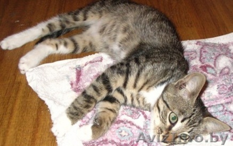 Котенок Петрик- тигренок в полосатой шубке - Изображение #5, Объявление #944090