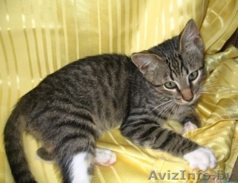 Котенок Петрик- тигренок в полосатой шубке - Изображение #1, Объявление #944090