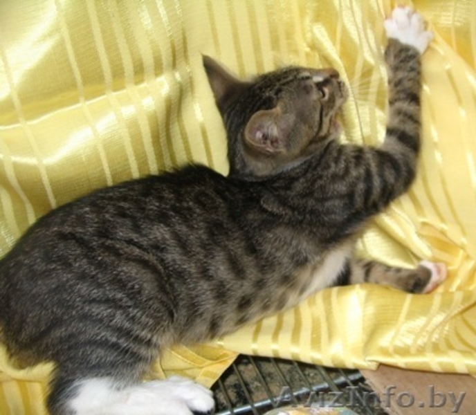 Котенок Петрик- тигренок в полосатой шубке - Изображение #3, Объявление #944090