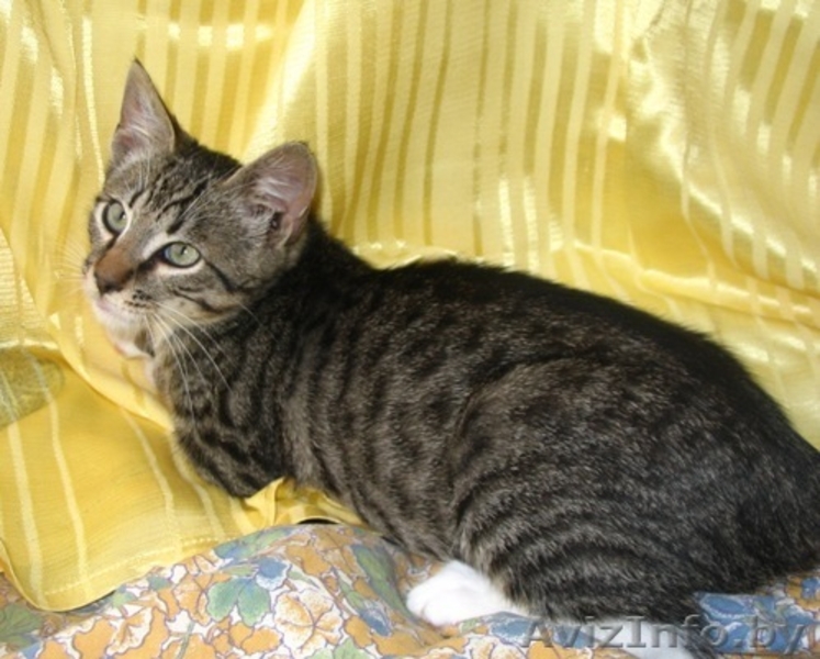 Котенок Петрик- тигренок в полосатой шубке - Изображение #2, Объявление #944090