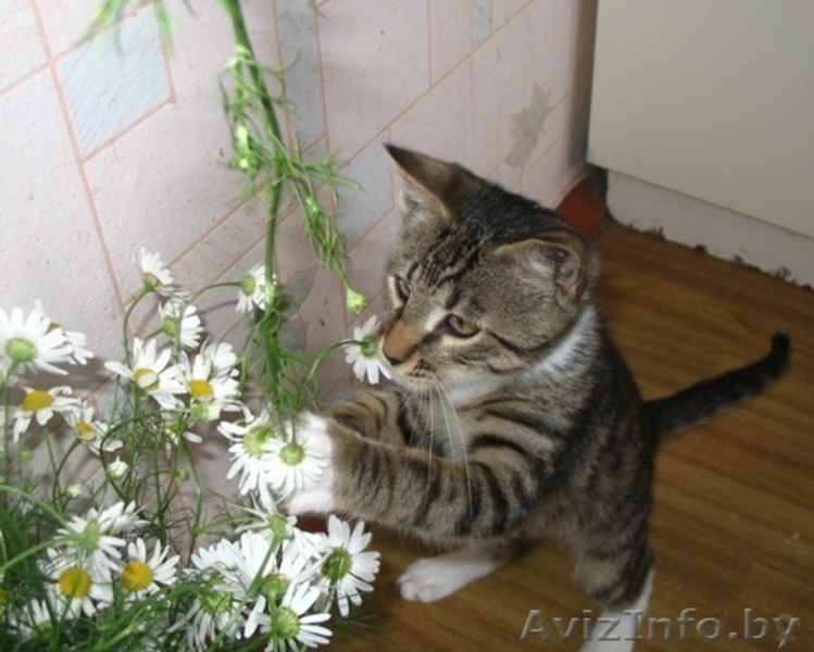 Оскар- шикарный молодой кот, цвет рыси - Изображение #1, Объявление #948722