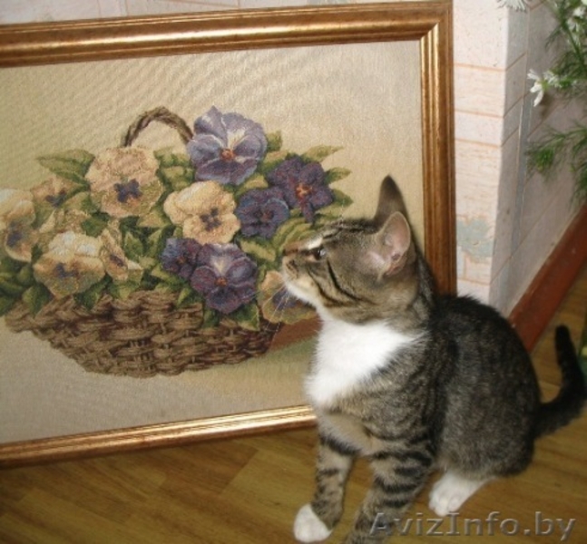 Оскар- шикарный молодой кот, цвет рыси - Изображение #2, Объявление #948722