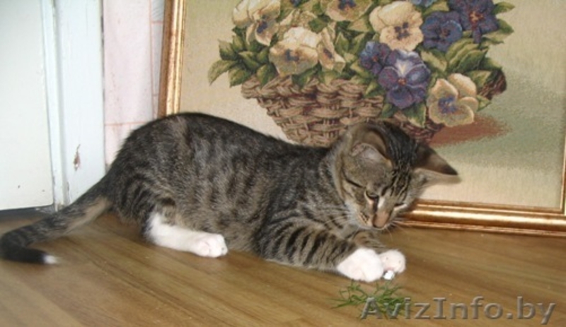 Оскар- шикарный молодой кот, цвет рыси - Изображение #4, Объявление #948722