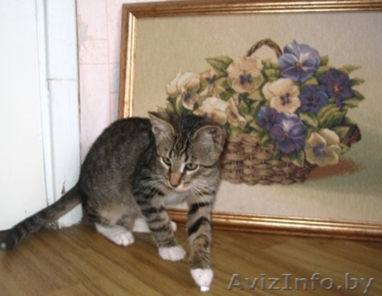 Оскар- шикарный молодой кот, цвет рыси - Изображение #5, Объявление #948722