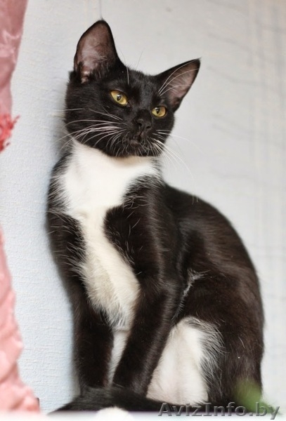 Бонни-котенок девочка 7 мес. ну просто красавица - Изображение #2, Объявление #926586