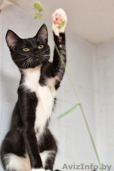 Бонни-котенок девочка 7 мес. ну просто красавица - Изображение #4, Объявление #926586