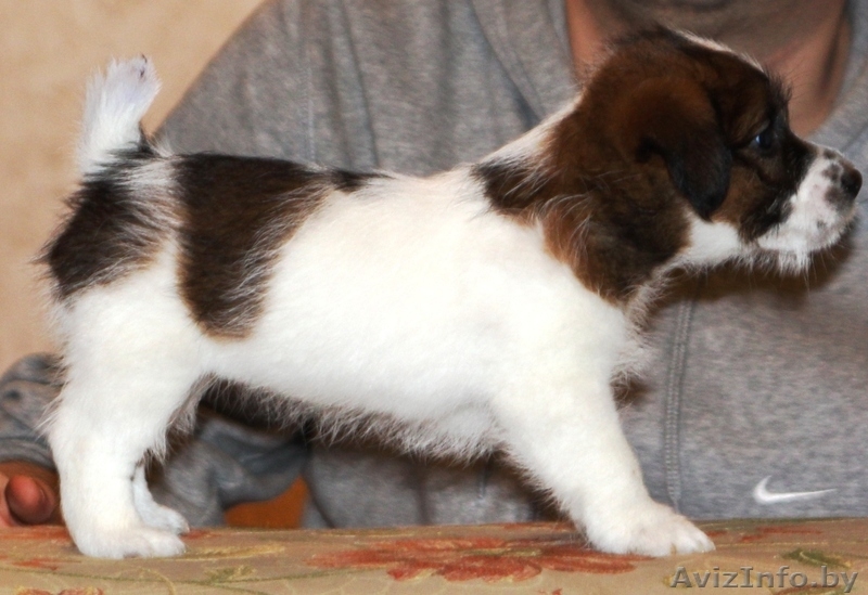 Джек рассел терьера щенки - Изображение #1, Объявление #942650