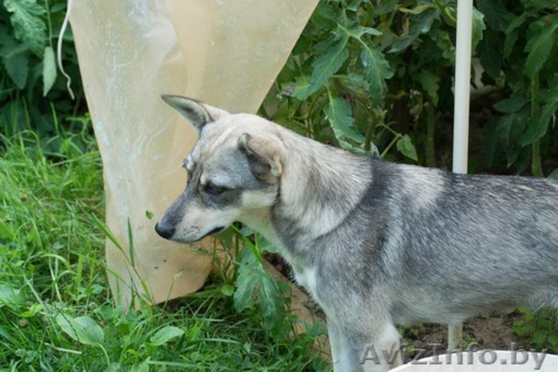 СОБАКАМ ГРОЗИТ РАССТРЕЛ! Срочно нужны хозяева! - Изображение #1, Объявление #948268