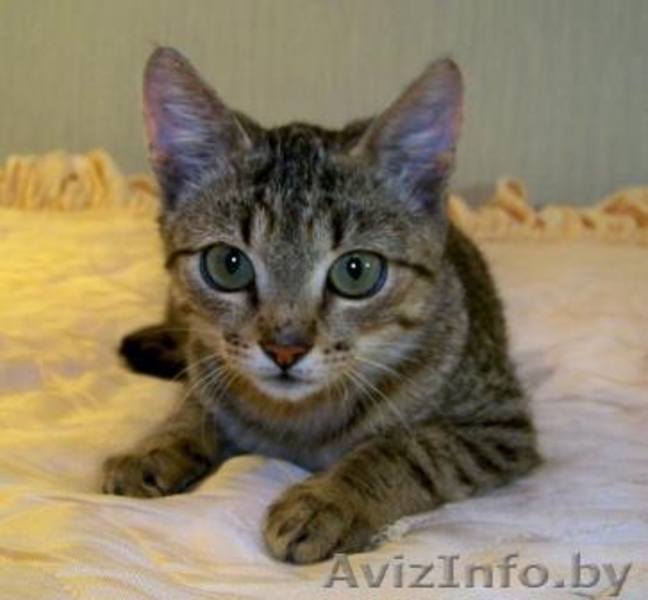 Лесная разбойница Чита в добрые руки - Изображение #3, Объявление #936252