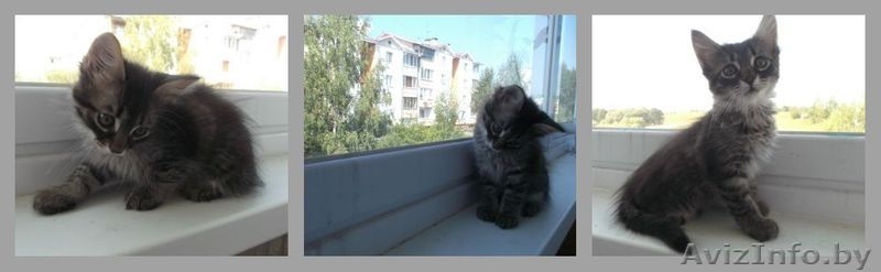 Отдам в Дар четырёх прекрасных котят (девочки) - Изображение #3, Объявление #942408