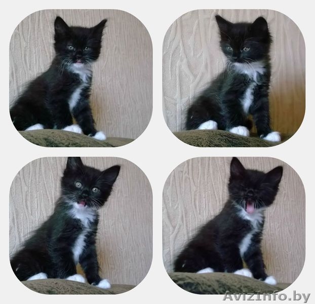 Отдам в Дар четырёх прекрасных котят (девочки) - Изображение #1, Объявление #942408