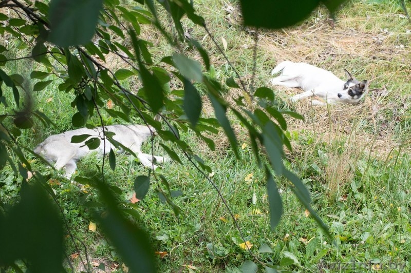 СОБАКАМ ГРОЗИТ РАССТРЕЛ! Срочно нужны хозяева! - Изображение #2, Объявление #948268