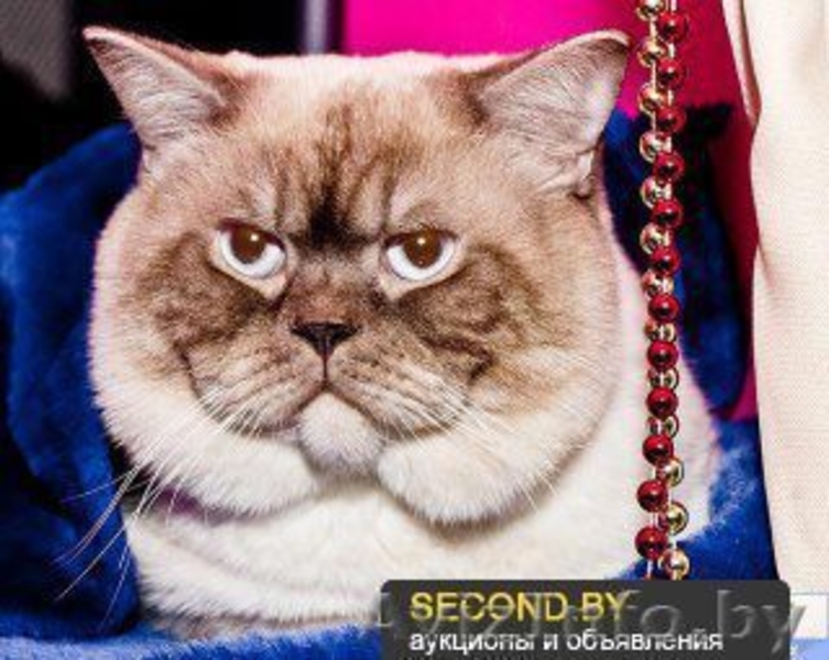 Шикарные британские котята - Изображение #4, Объявление #938035