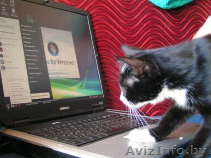 Красивая Вита - молоденькая кошечка в дар , в добрые руки! - Изображение #2, Объявление #943086