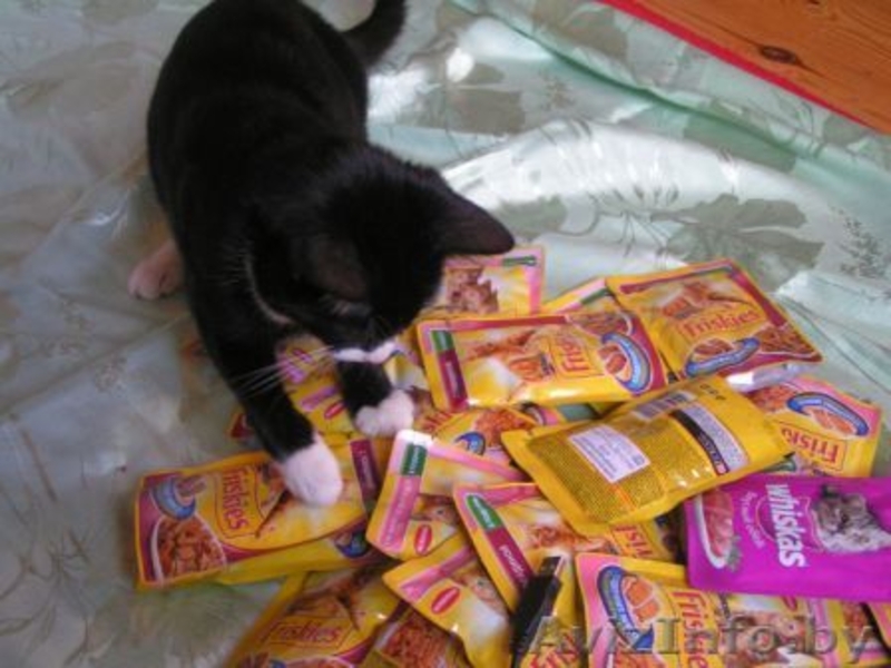 Красивая Вита - молоденькая кошечка в дар , в добрые руки! - Изображение #5, Объявление #943086