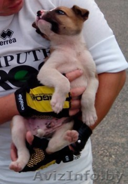 Щенок в ДАР, в добрые руки, в дом, не на цепь! 1.5 месяца, мальчишка, метис - Изображение #2, Объявление #948290