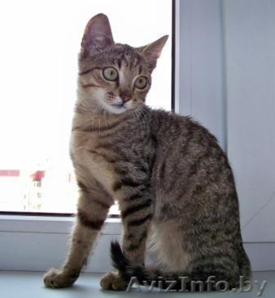 Лесная разбойница Чита в добрые руки - Изображение #5, Объявление #936252