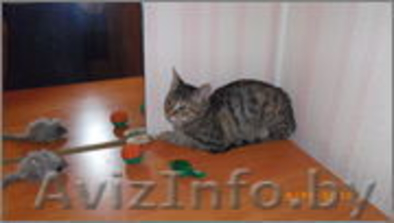 Европейская короткошерстная кошечка в дар. - Изображение #3, Объявление #940871
