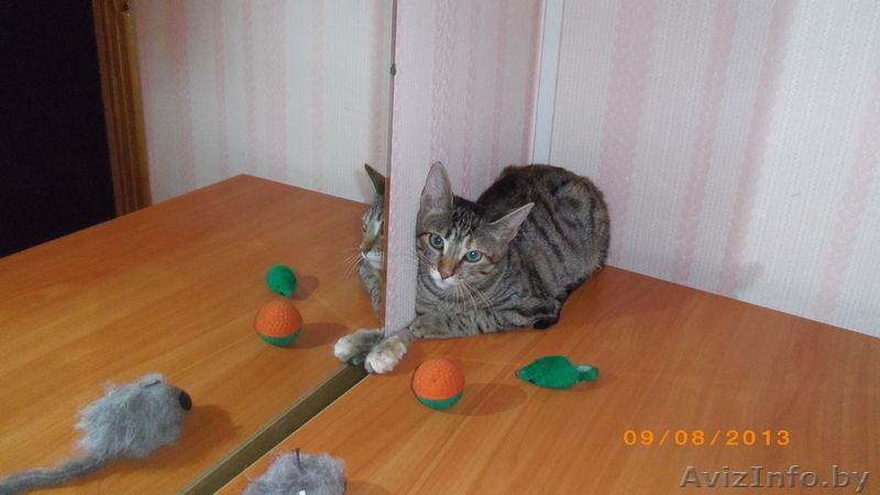 Европейская короткошерстная кошечка в дар. - Изображение #2, Объявление #940871