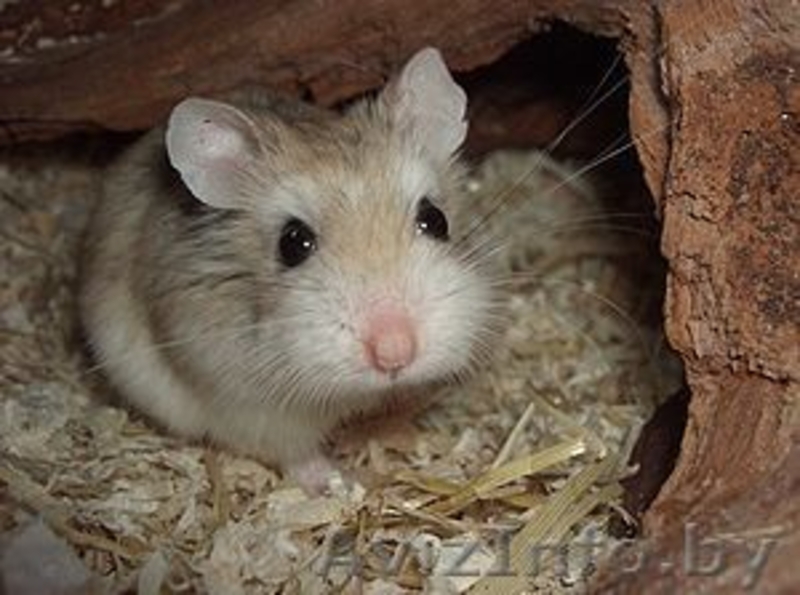 Продаются хомячки Роборовского - Изображение #4, Объявление #941289