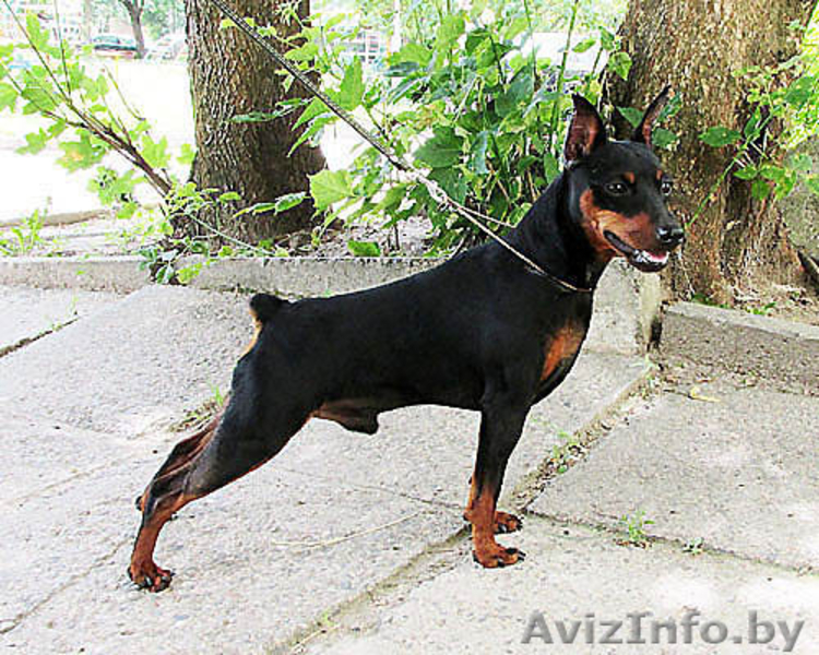 Щенок цвергпинчера(карликовый пинчер) - Изображение #6, Объявление #944218