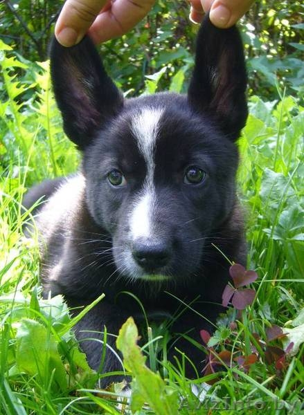 Замечательная щенок-девочка в дар - Изображение #5, Объявление #952659