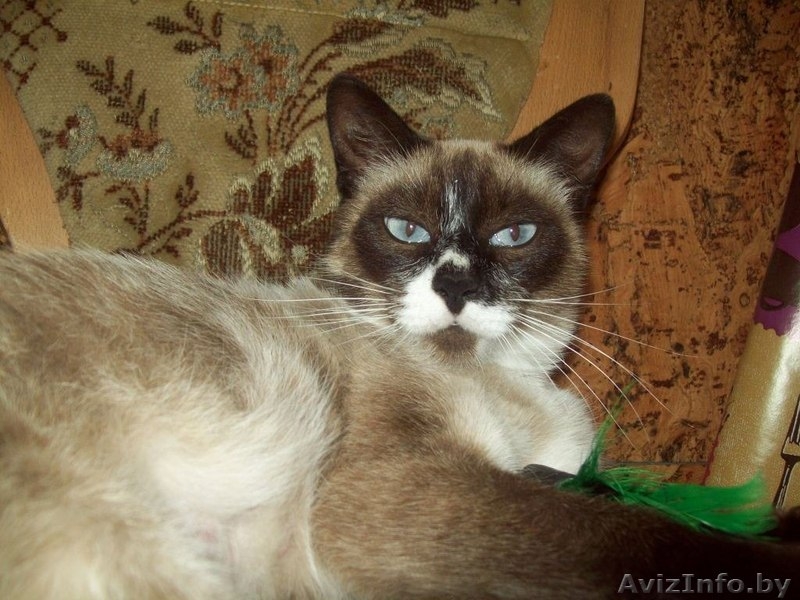 Кошка Нюша ищет хозяина - Изображение #2, Объявление #964582
