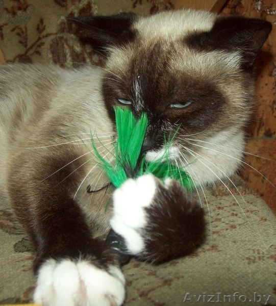 Кошка Нюша ищет хозяина - Изображение #3, Объявление #964582