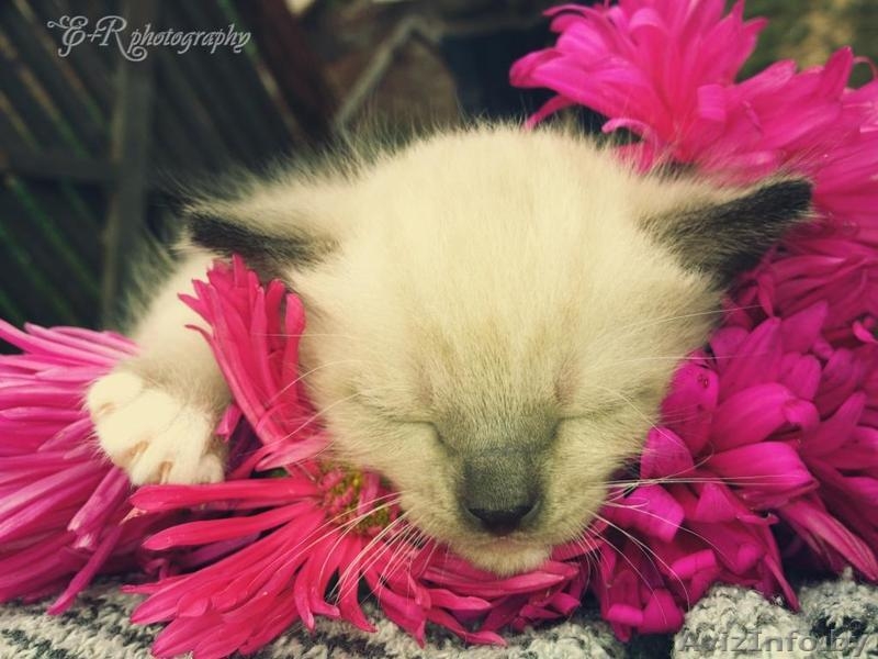 Фотосъемка для Вас и Ваших любимцев! - Изображение #4, Объявление #960486