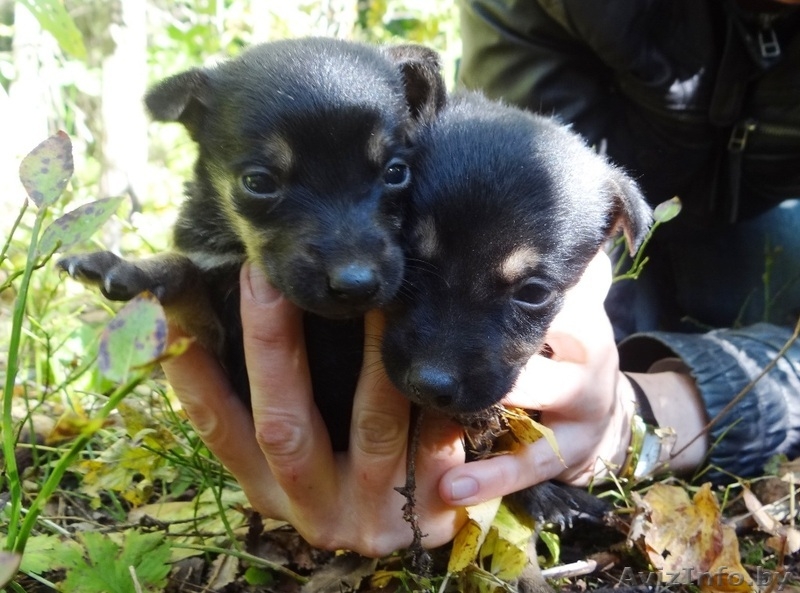 Щенульки-красотульки в добрые руки - Изображение #4, Объявление #837903