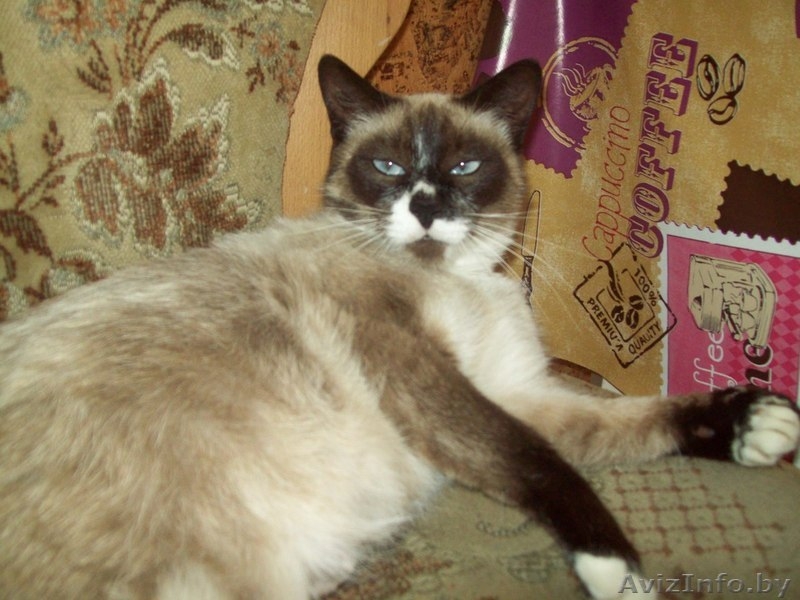 Кошка Нюша ищет хозяина - Изображение #5, Объявление #964582