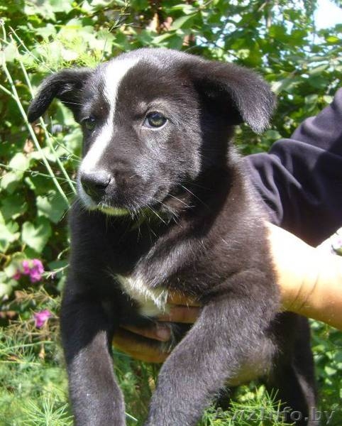 Замечательная щенок-девочка в дар - Изображение #2, Объявление #952659