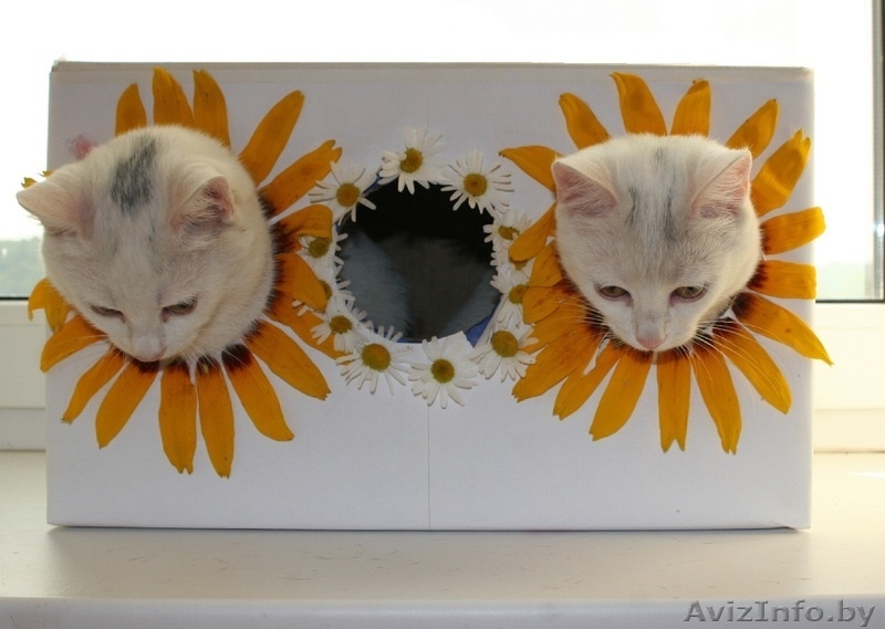 Очаровательные котята в дар. - Изображение #3, Объявление #962756