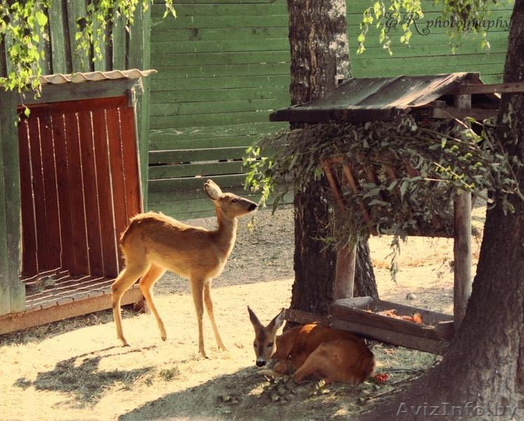 Фотосъемка для Вас и Ваших любимцев! - Изображение #5, Объявление #960486